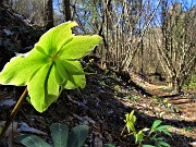 18 Helleborus niger (Ellebori) in fruttescenza